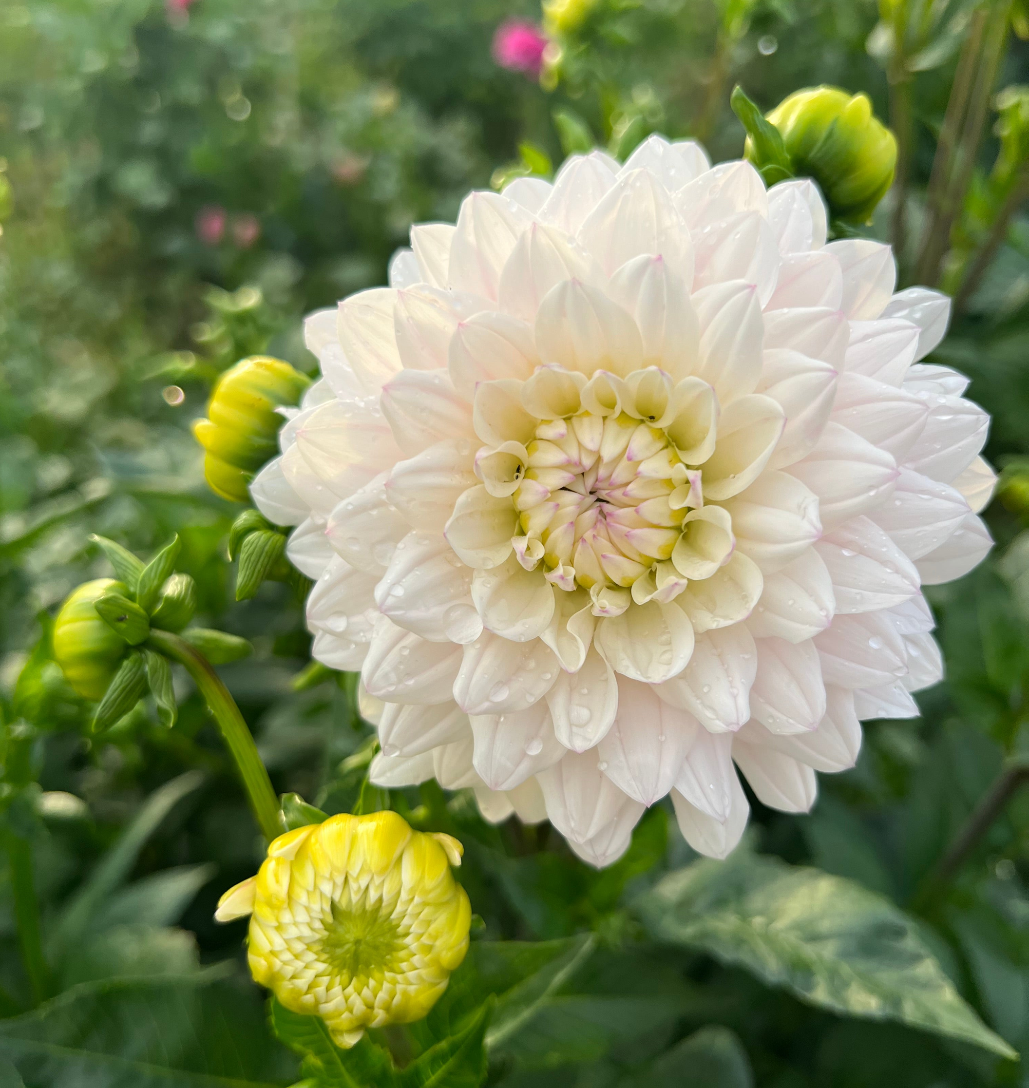 Step-by-Step Guide to Planting and Harvesting Dahlias for Cut Flowers