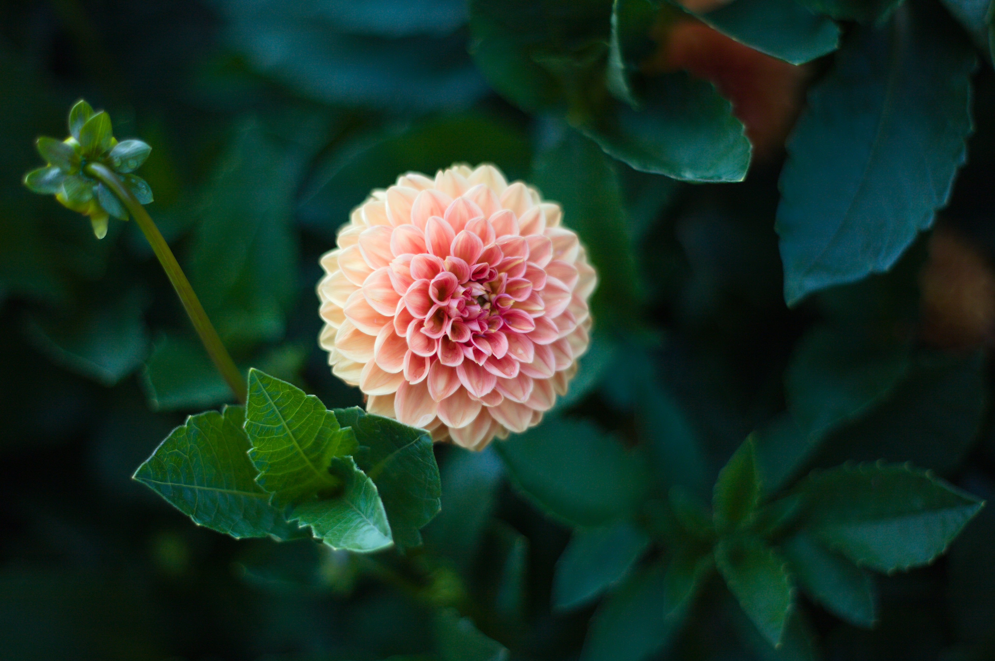 How to Start a Dahlia Farm: A Guide to Flower Farm Success