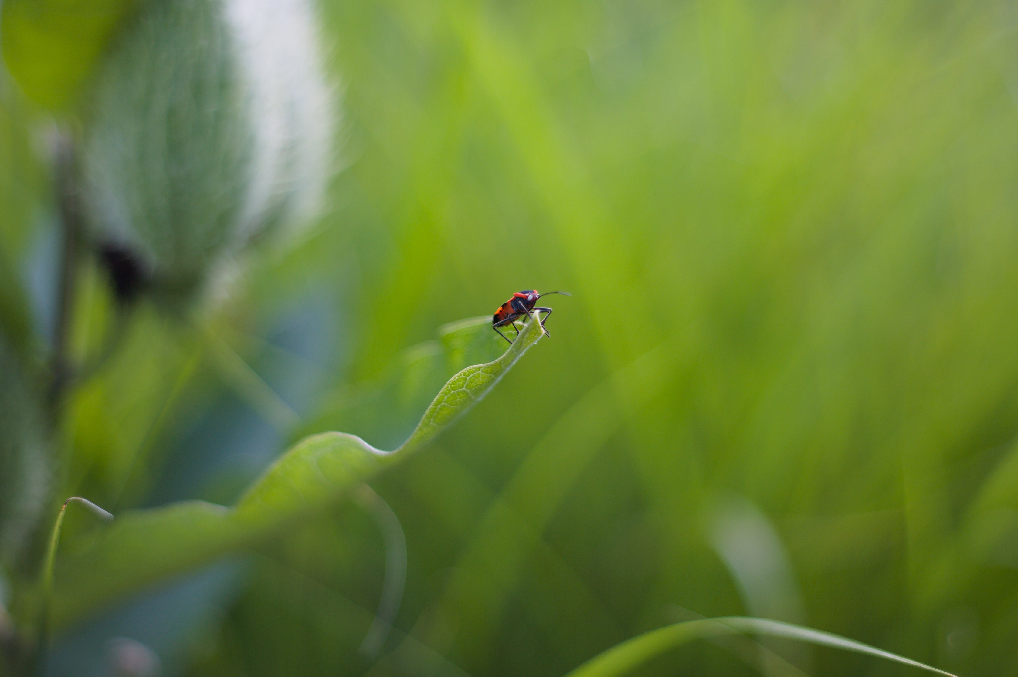 5 Natural Ways to Get Rid of Garden Pests