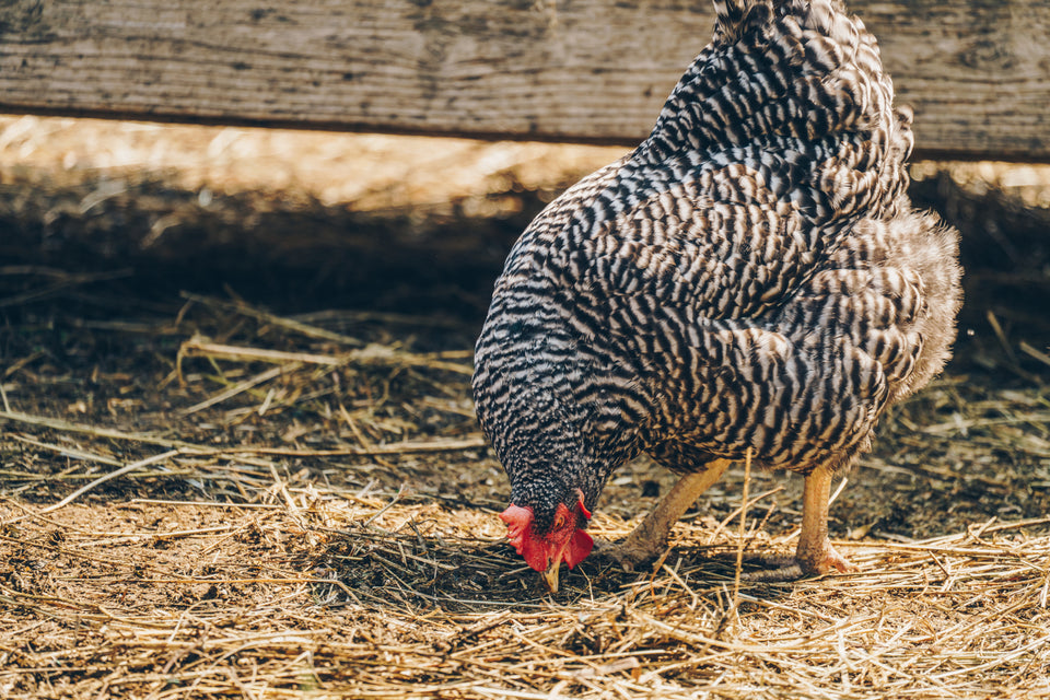 Maximizing Your Acreage: How to Be A Self Sufficient Homesteader on One Acre