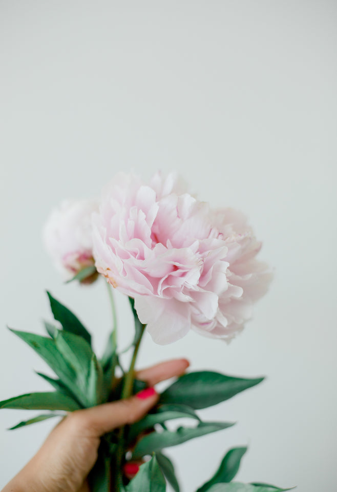 How to Start a Peony Farm: A Blooming Business Guide