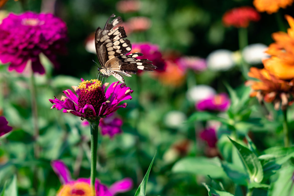 How to Start You First Cut Flower Garden