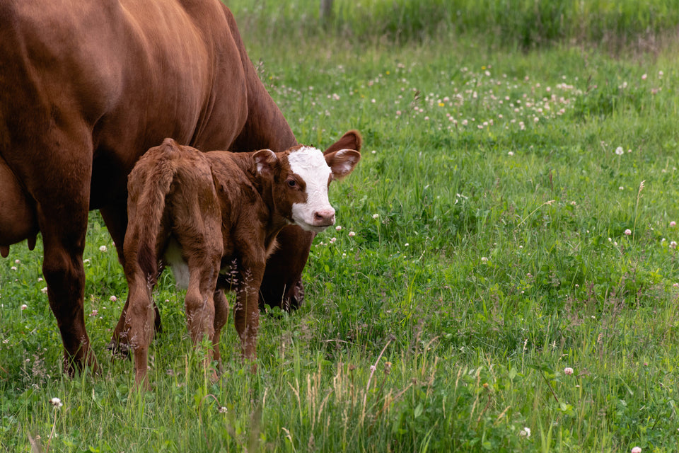 How to Get Started Raising Your Own Beef: A Step-by-Step Guide