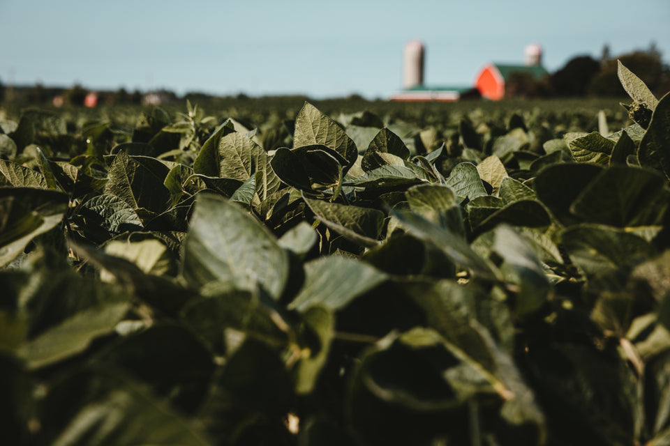 A Guide to Starting Your First Garden: Gardening for Beginners