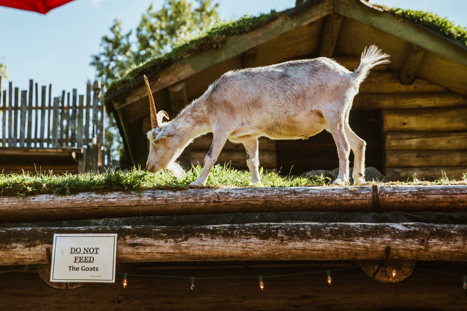7 Ways to Make Money with Goats: A Comprehensive Guide