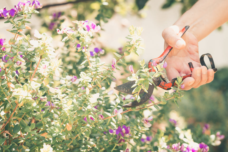 Cultivating Beauty from Seeds: A Beginner's Guide to Starting Flower Seeds