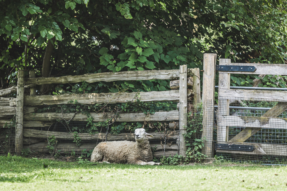 Sheep vs. Goats: Which Is the Right Choice for Your Homestead?